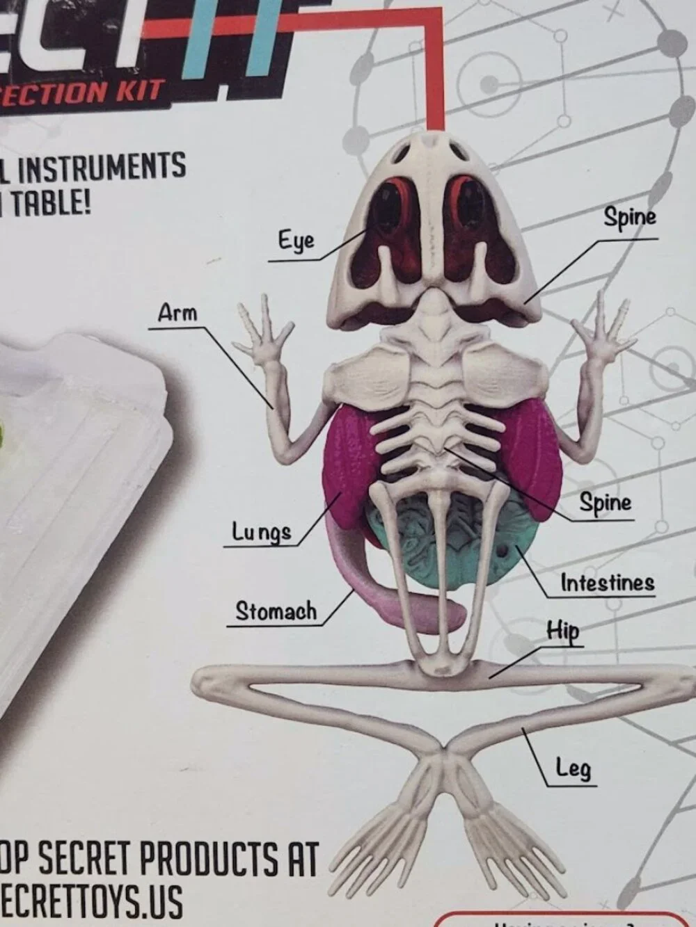 NEW Dissect-it Synthetic Lab Dissection Toy STEM KIT CRAFT Project Frog Biology